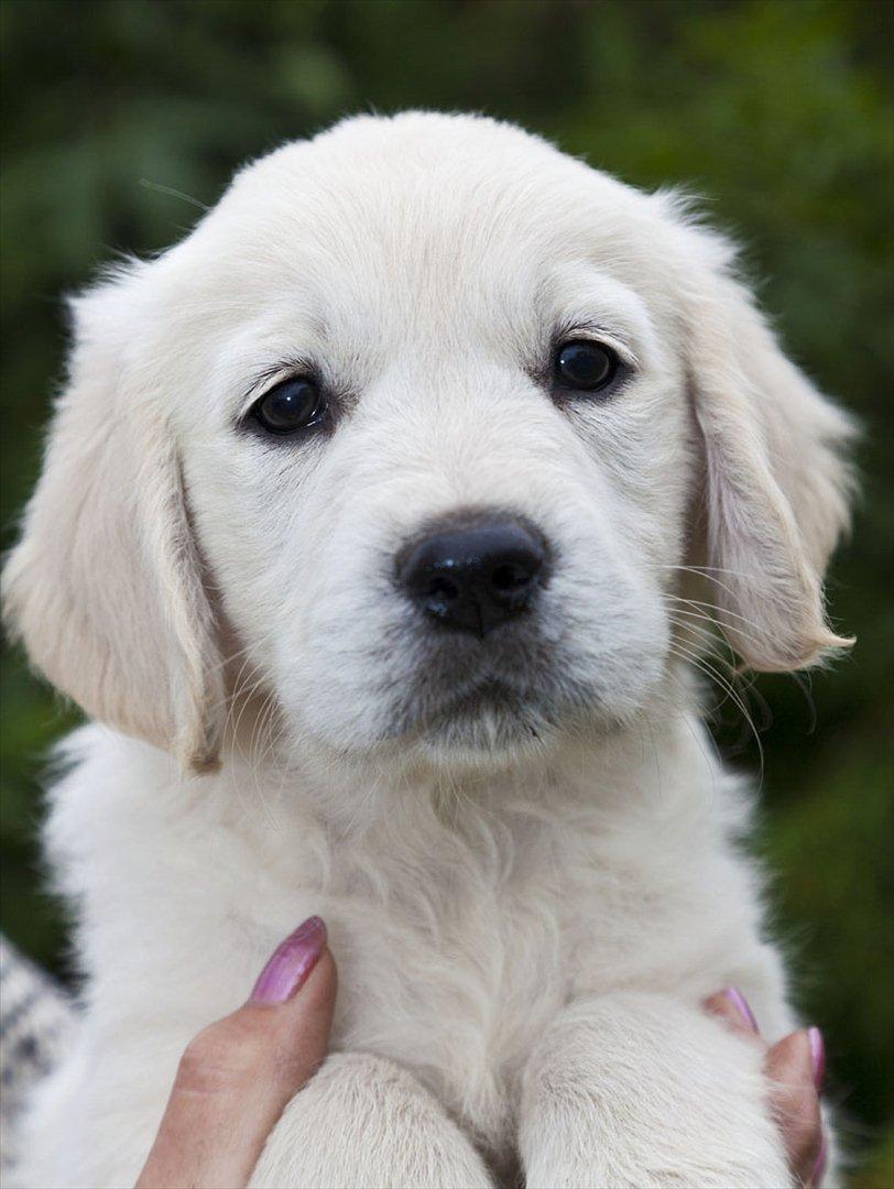 Golden retriever Nova (Vesterlands Gammie) billede 15