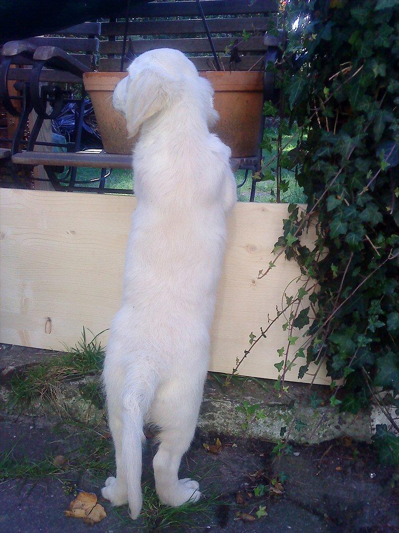 Golden retriever Nova (Vesterlands Gammie) billede 16