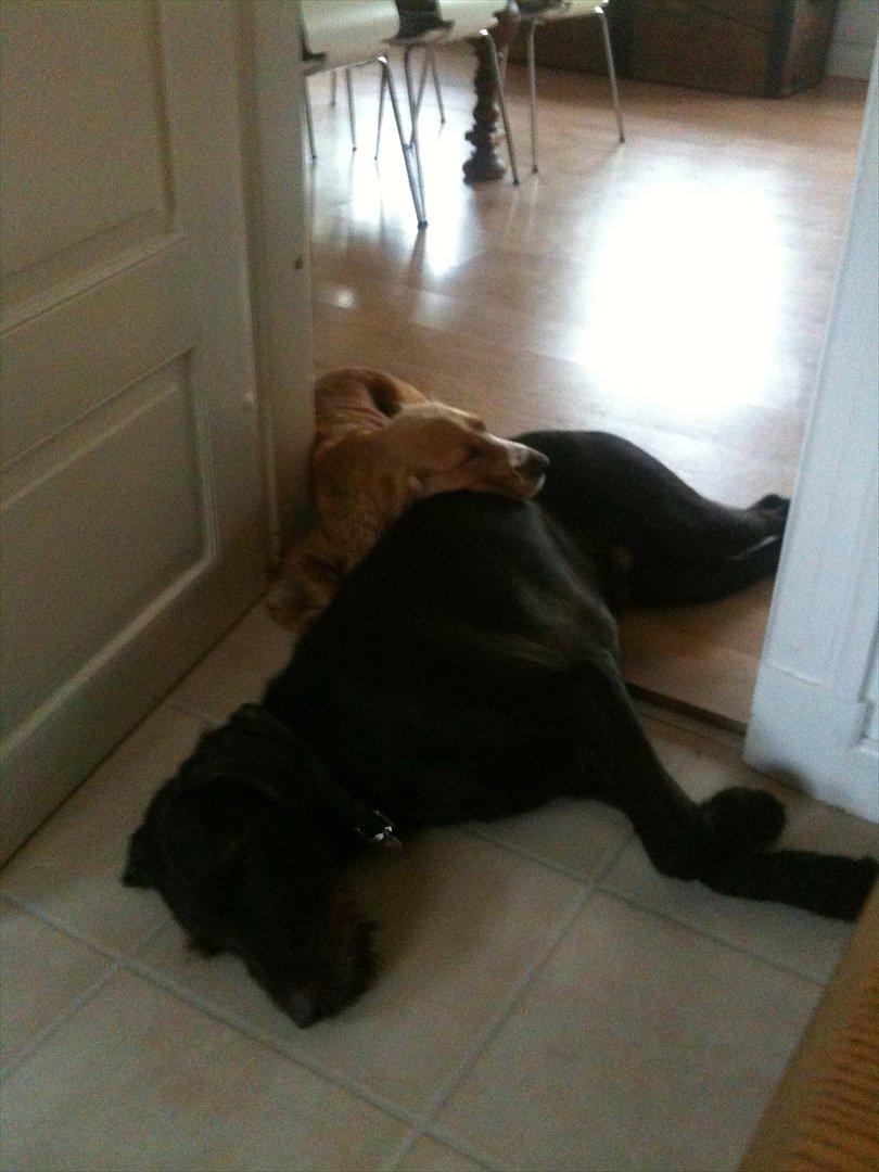 Ruhåret hønsehund Frodo  (Elneffs Frøj) billede 4