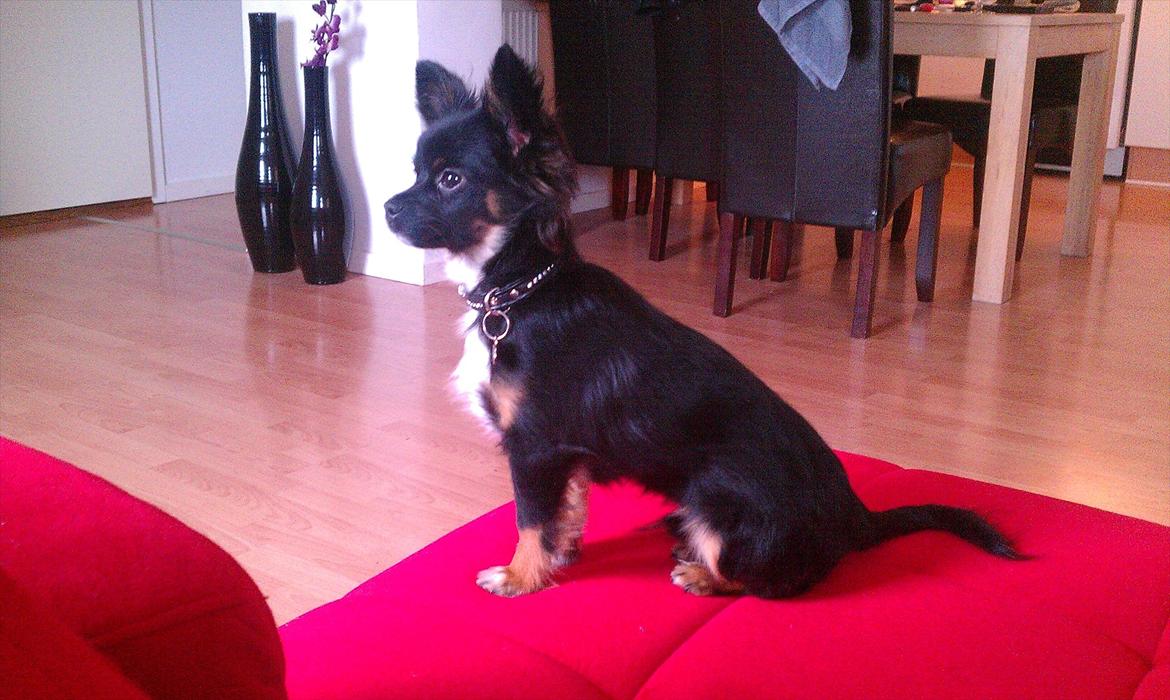 Chihuahua Chano billede 2