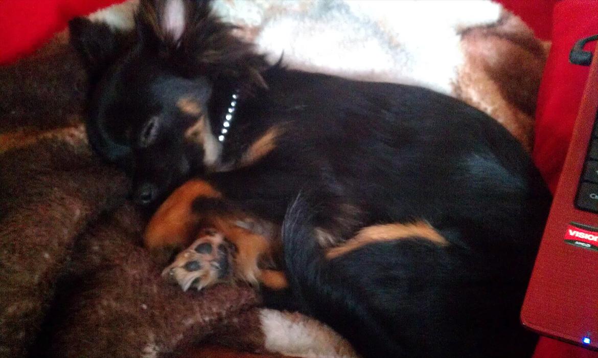 Chihuahua Chano billede 3