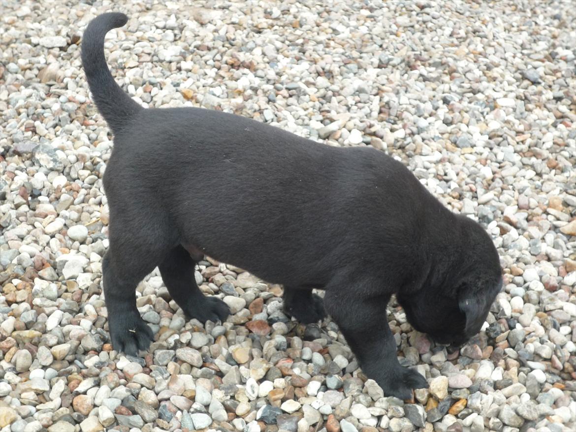 Blanding af racer Grynte billede 10