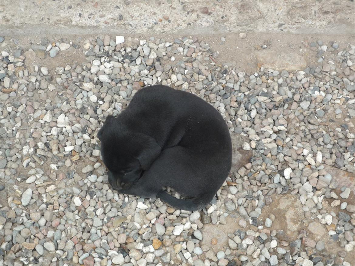 Blanding af racer Grynte billede 11