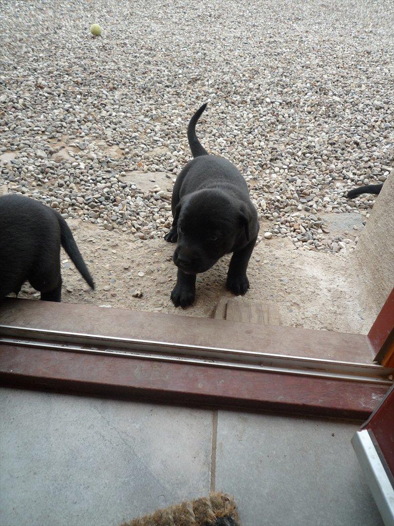 Blanding af racer Grynte billede 12