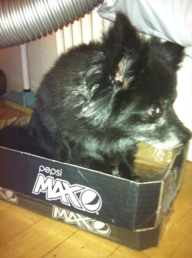 Blanding af racer Felix billede 11