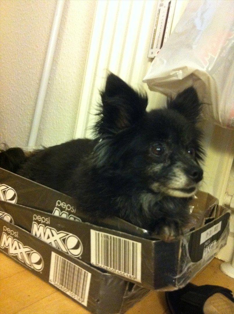 Blanding af racer Felix billede 12