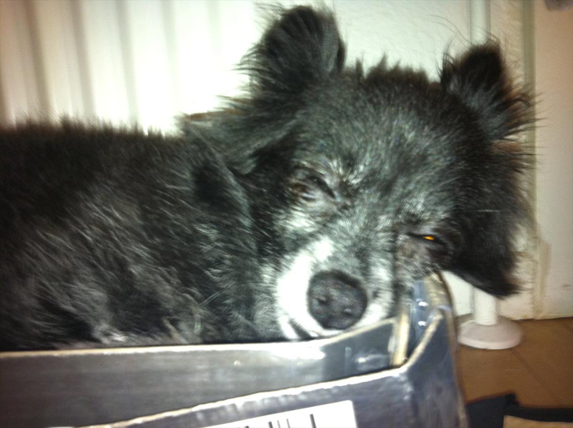 Blanding af racer Felix - Elsker at sove i kasserne! billede 13