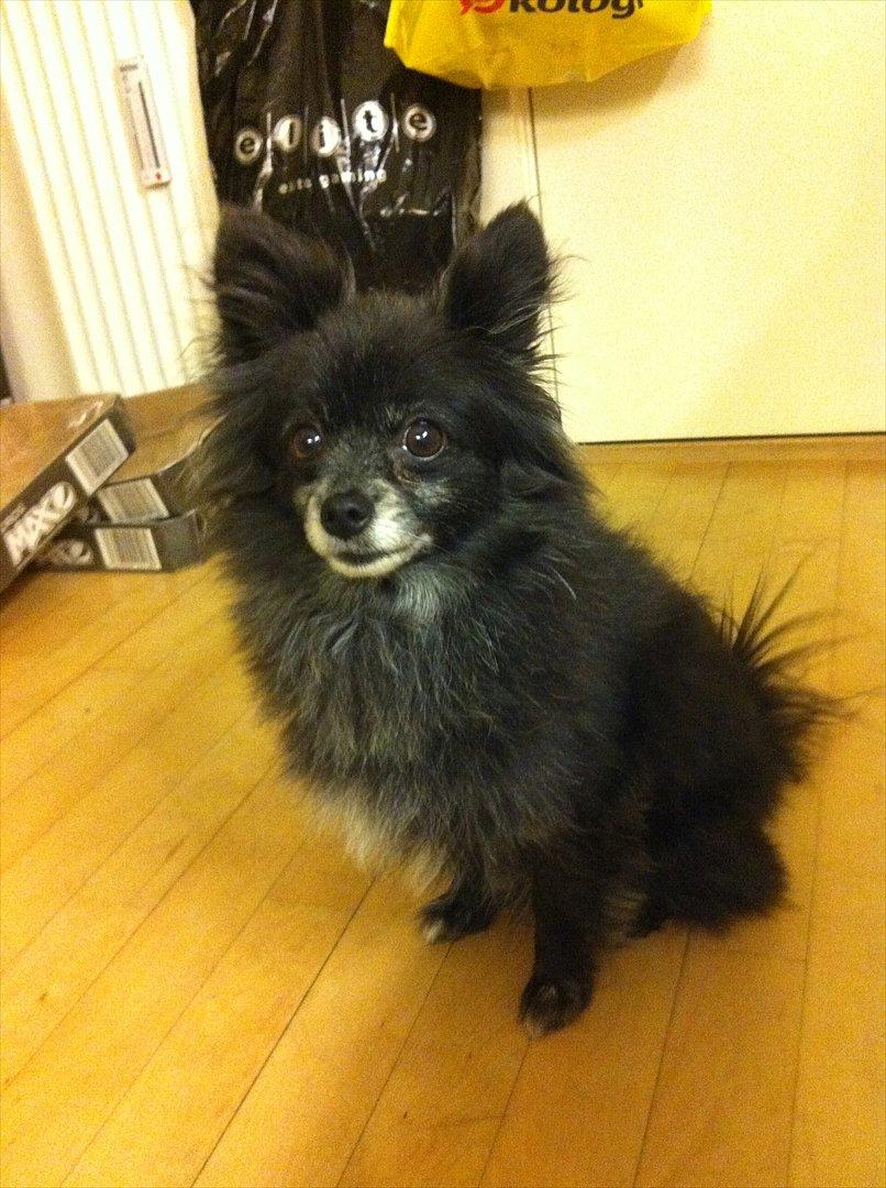 Blanding af racer Felix billede 14