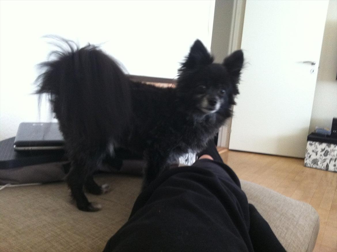 Blanding af racer Felix billede 15