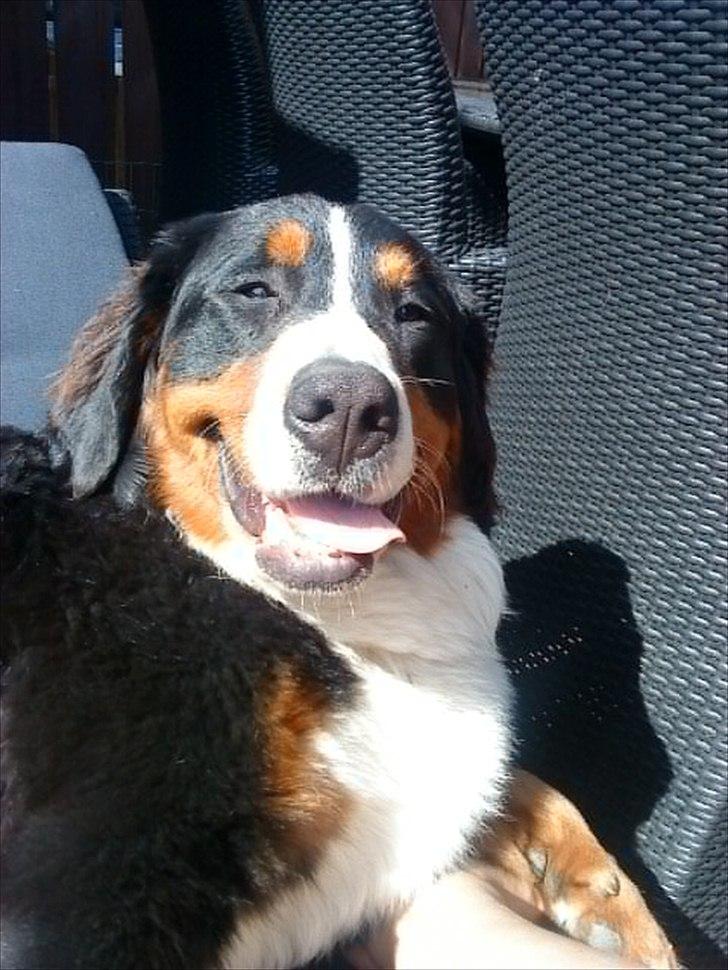 Berner sennenhund Bella - så tar' vi lige en slapper i solen :0) billede 16