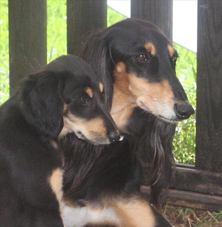 Saluki Badavie Sunlight "ziva" - Ziva med humlan (farmor) billede 1