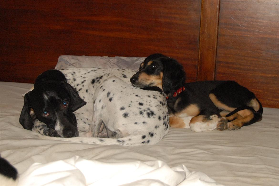 Saluki Badavie Sunlight "ziva" - Ziva med "tante" Jace billede 2