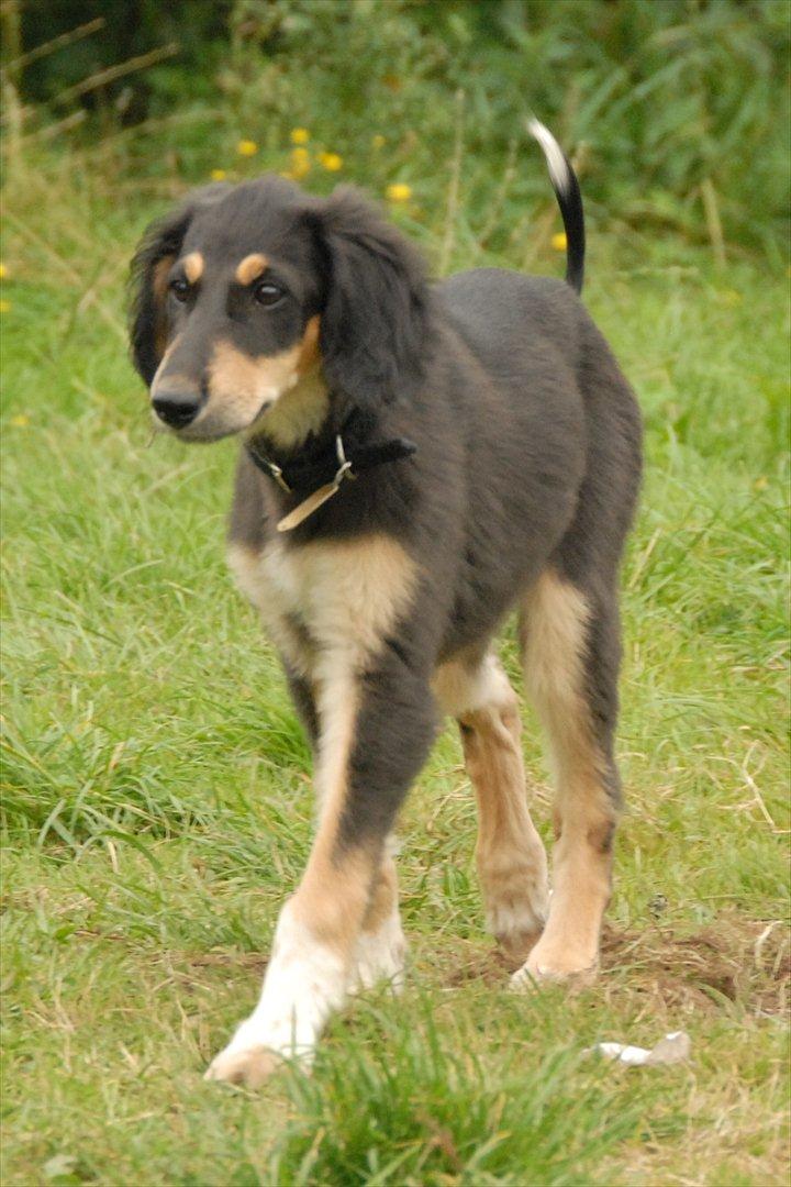 Saluki Badavie Sunlight "ziva" billede 3