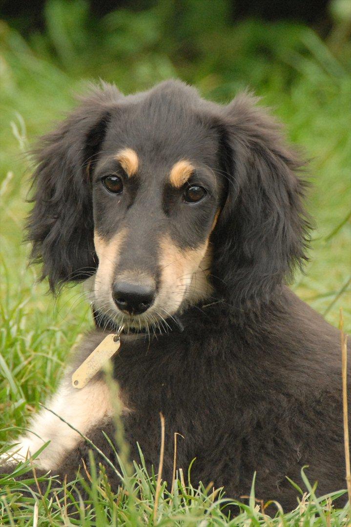 Saluki Badavie Sunlight "ziva" billede 4