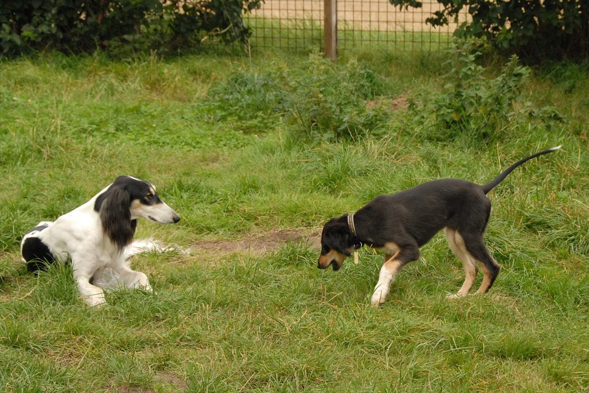 Saluki Badavie Sunlight "ziva" billede 5
