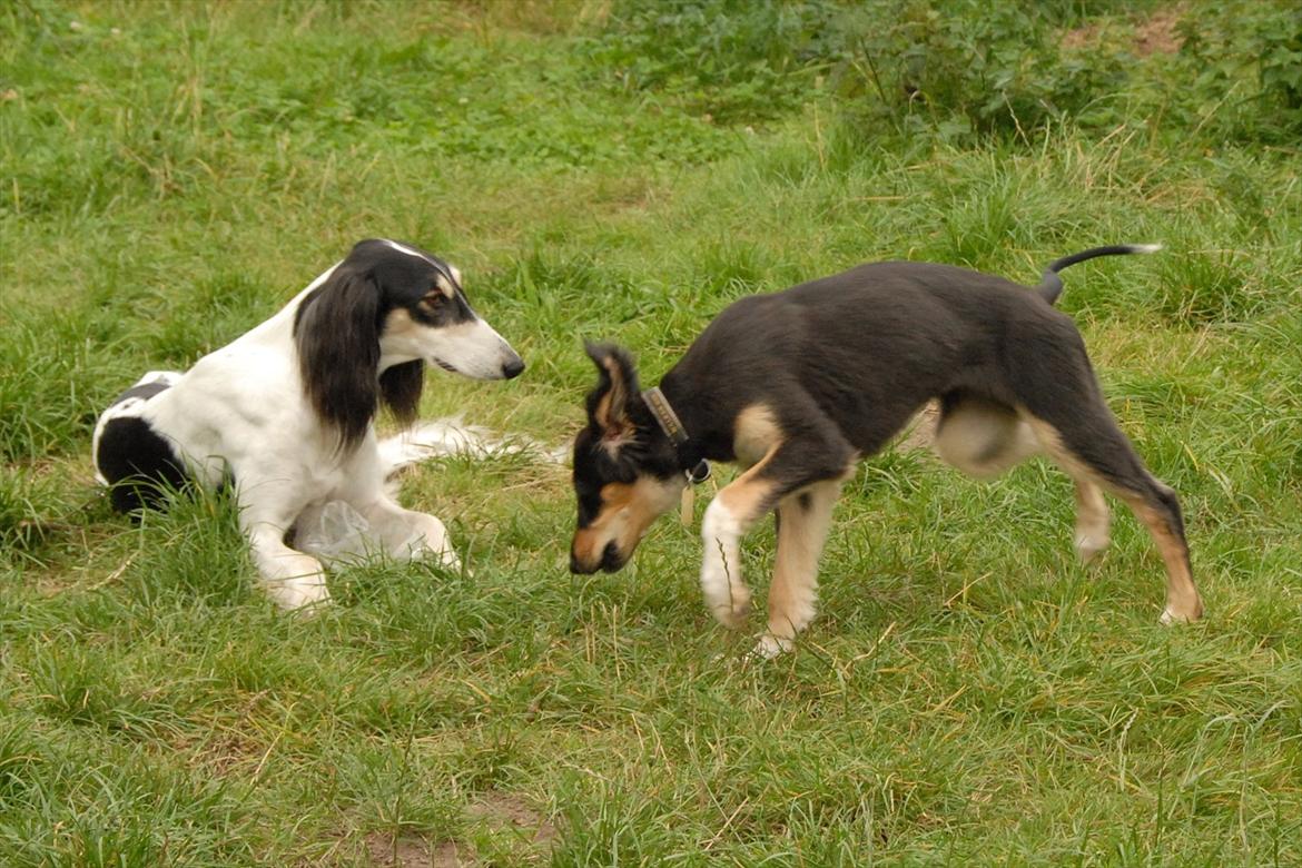 Saluki Badavie Sunlight "ziva" billede 6