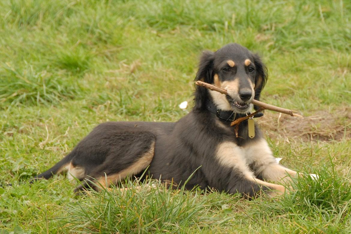 Saluki Badavie Sunlight "ziva" billede 7