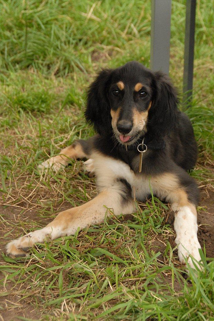 Saluki Badavie Sunlight "ziva" billede 8