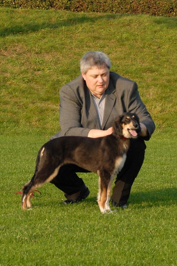 Saluki Badavie Sunlight "ziva" billede 9