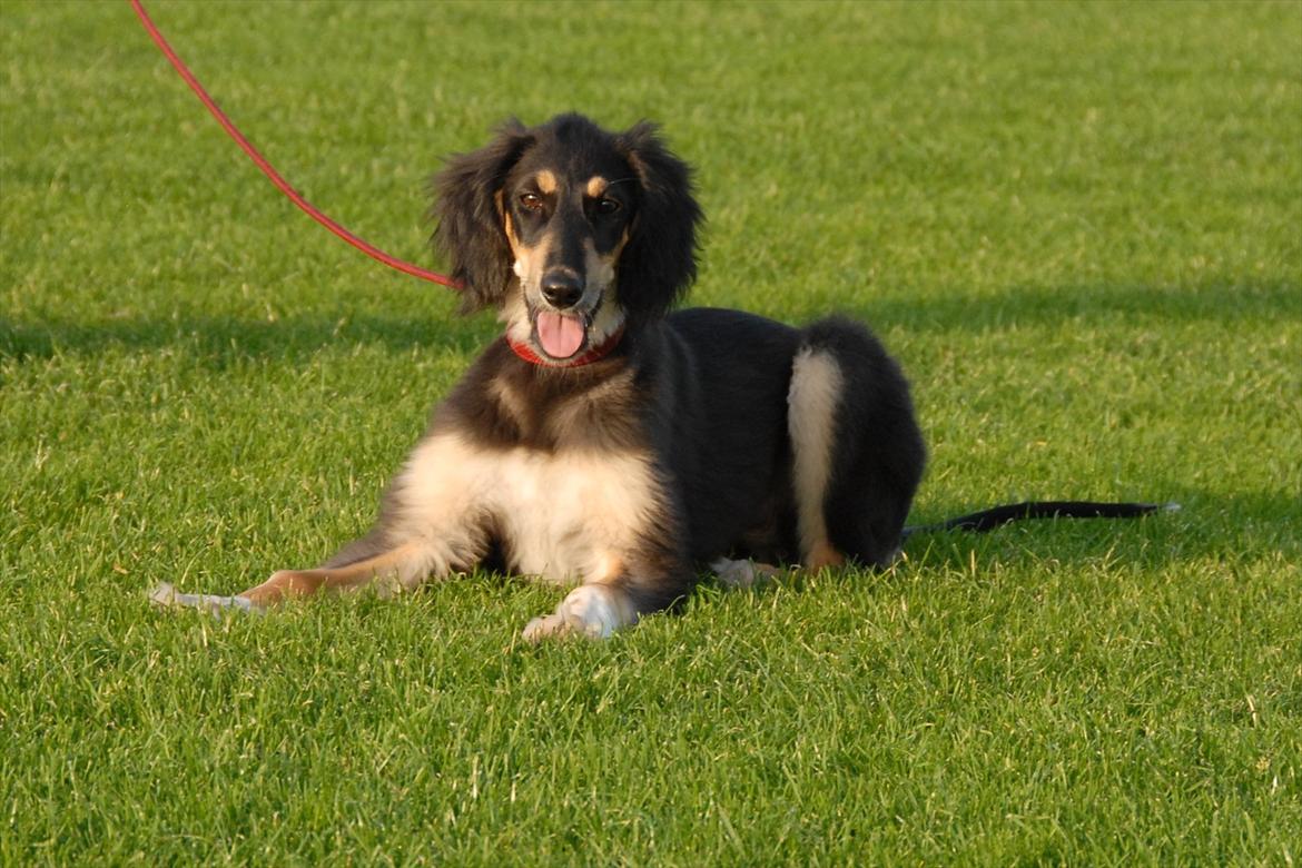 Saluki Badavie Sunlight "ziva" billede 10
