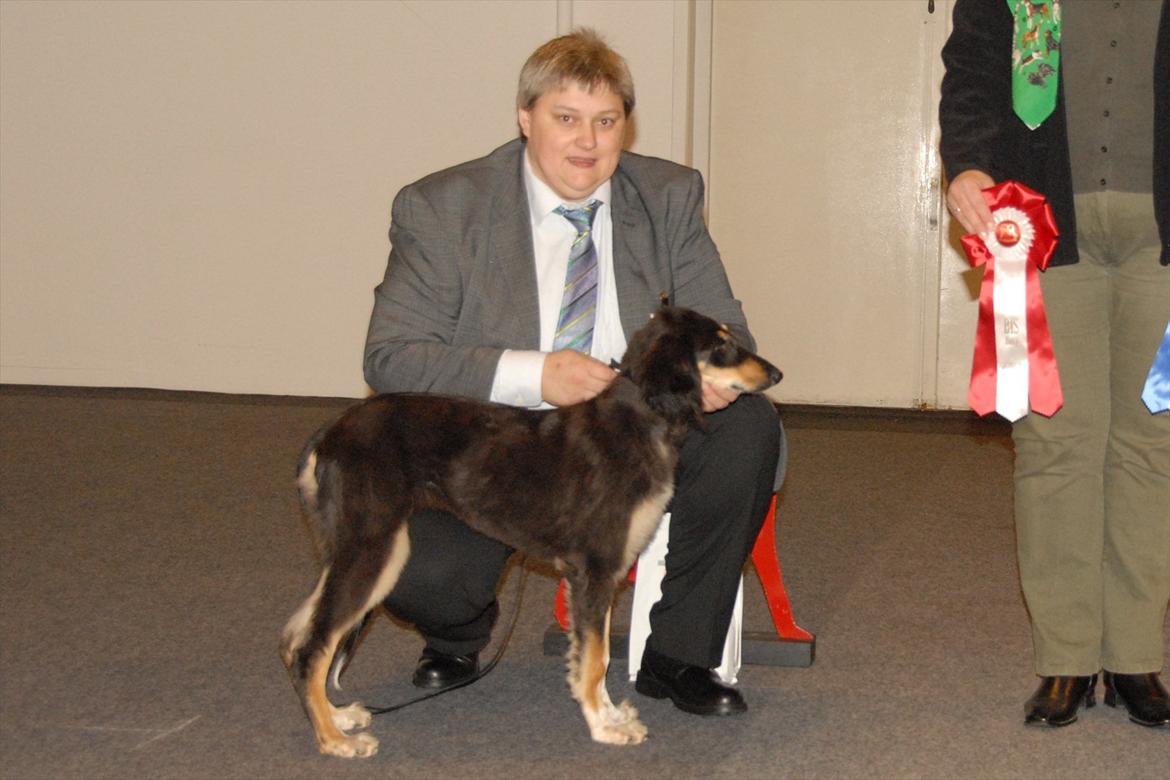 Saluki Badavie Sunlight "ziva" billede 11