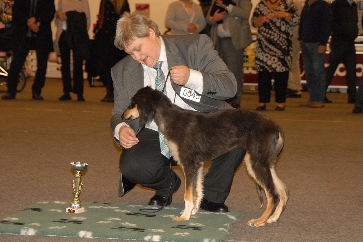 Saluki Badavie Sunlight "ziva" billede 12