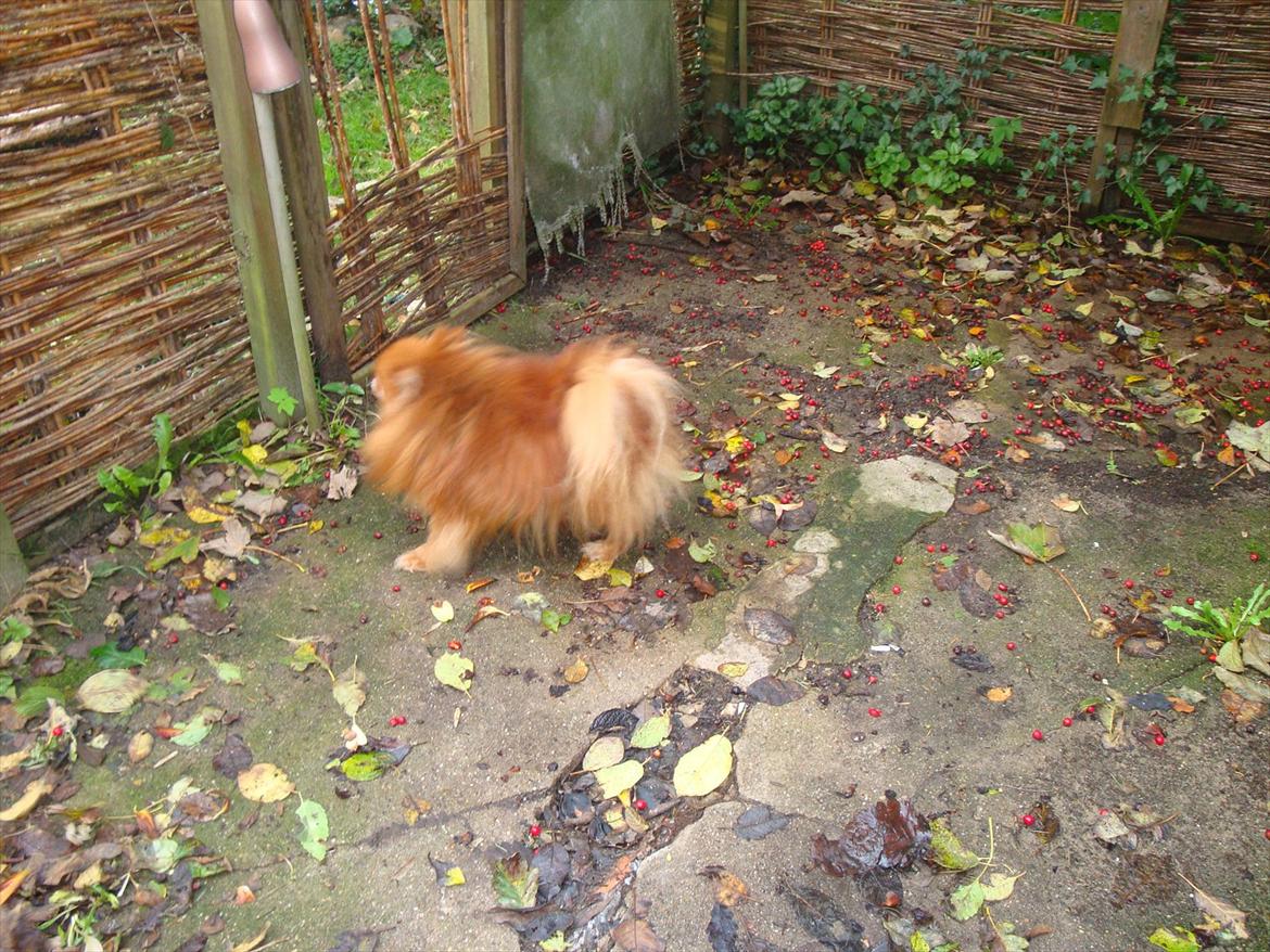 Pomeranian Topsys Rødtop billede 14
