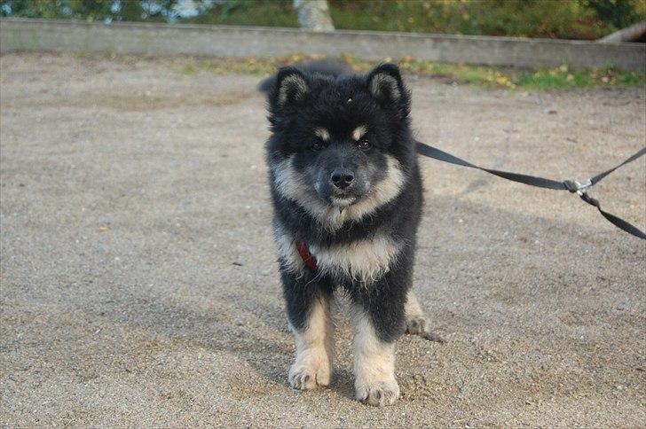 Finsk lapphund Piratos - Piratos 9 uger! billede 7