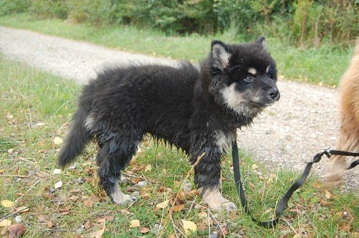 Finsk lapphund Piratos - Piratos efter sin første tur i vandet :) 9 uger! billede 8