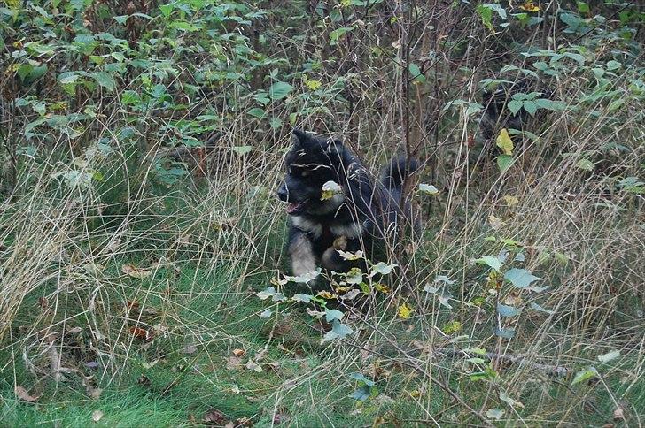 Finsk lapphund Piratos - I hundeskoven for første gang! 9 uger billede 9