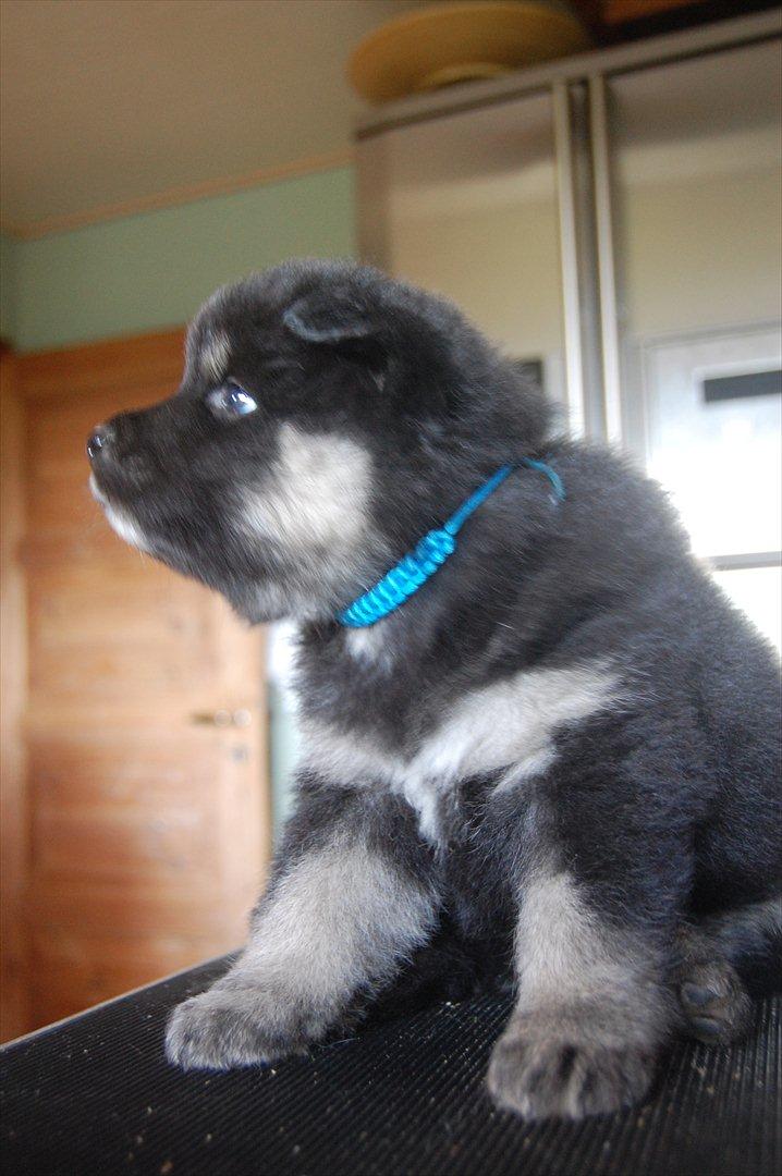 Finsk lapphund Piratos - Fin lille hvalp! ca. 6 uger gammel :) billede 10