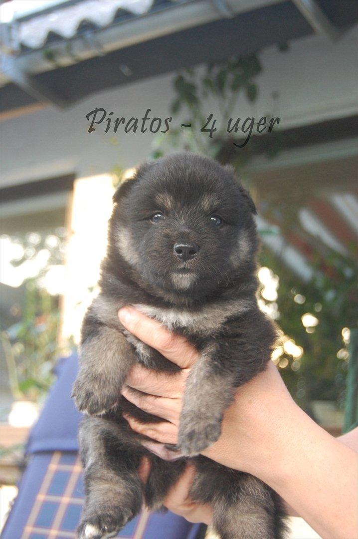 Finsk lapphund Piratos - Piratos som 4 uger :) billede 11