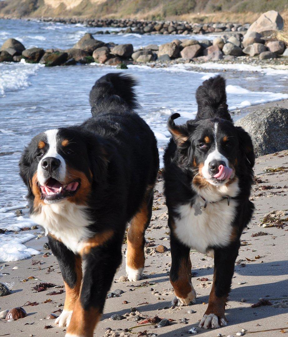 Berner sennenhund Sacko - Sagde du godbid mor, vi kommer! billede 6
