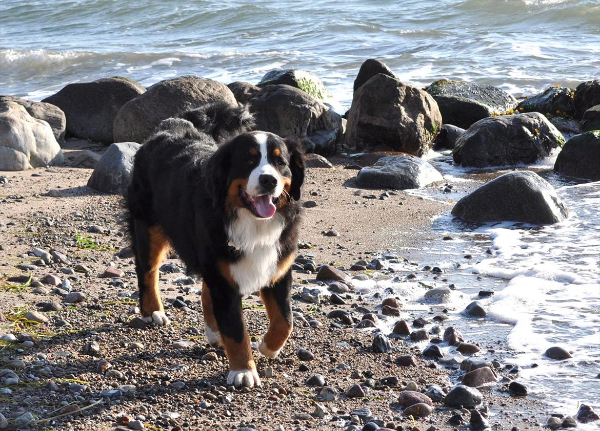 Berner sennenhund Sacko - På Espe Strand okt. 2011. billede 7