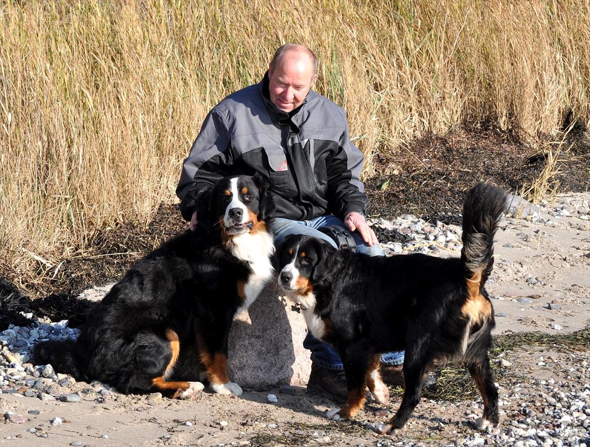 Berner sennenhund Sacko - Vi nyder det skønne efterårsvejr, okt. 11. billede 8