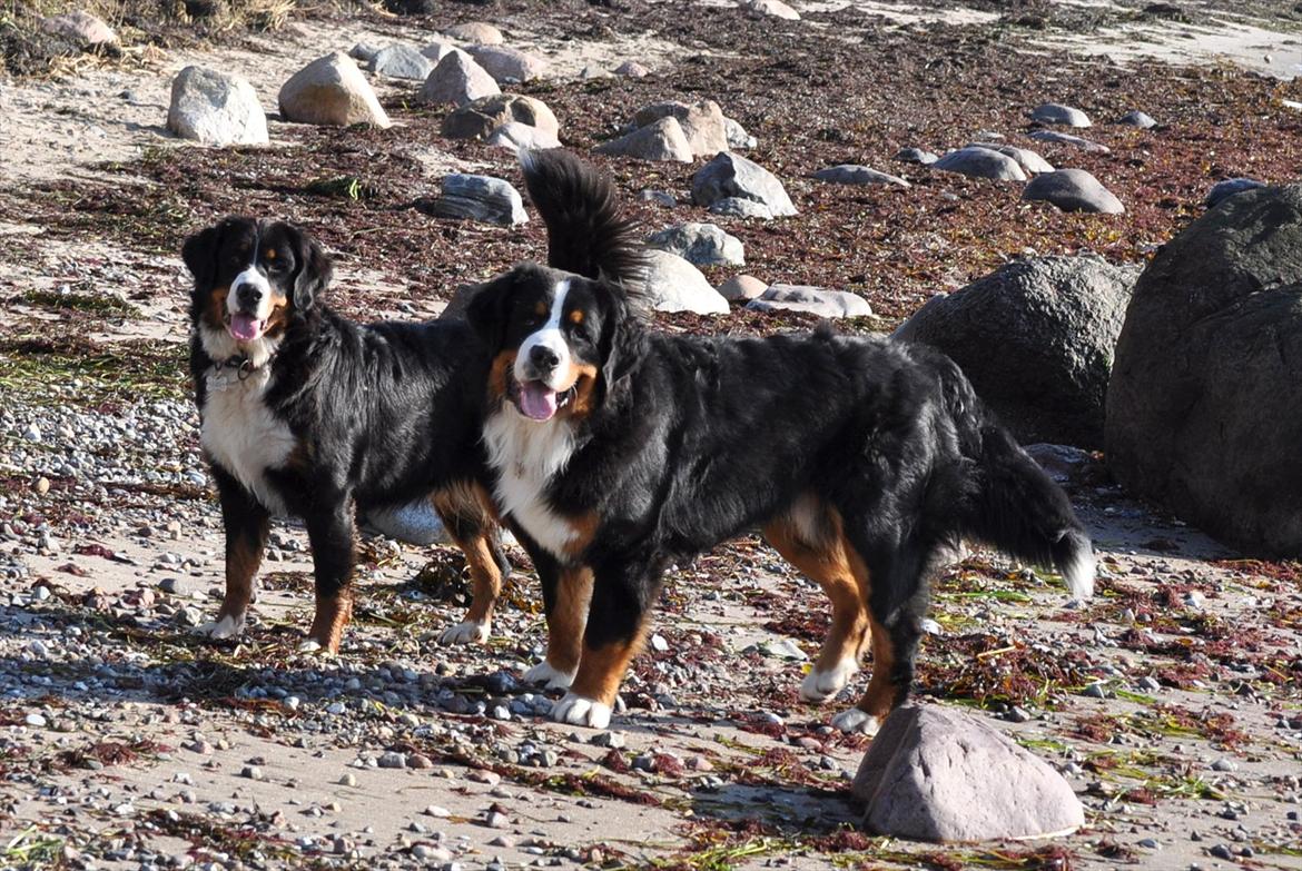 Berner sennenhund Sacko - To smukke hunde. billede 9