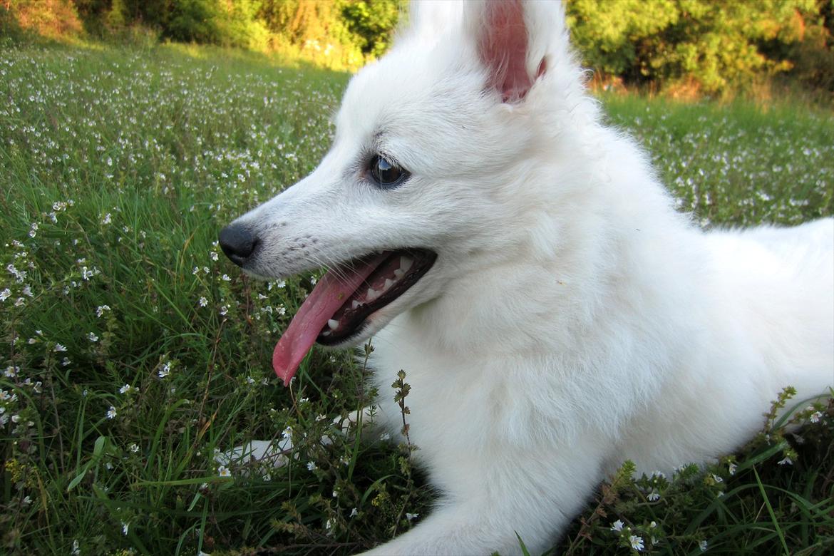 Japansk spids Sylvie Putput Rasmussen billede 10