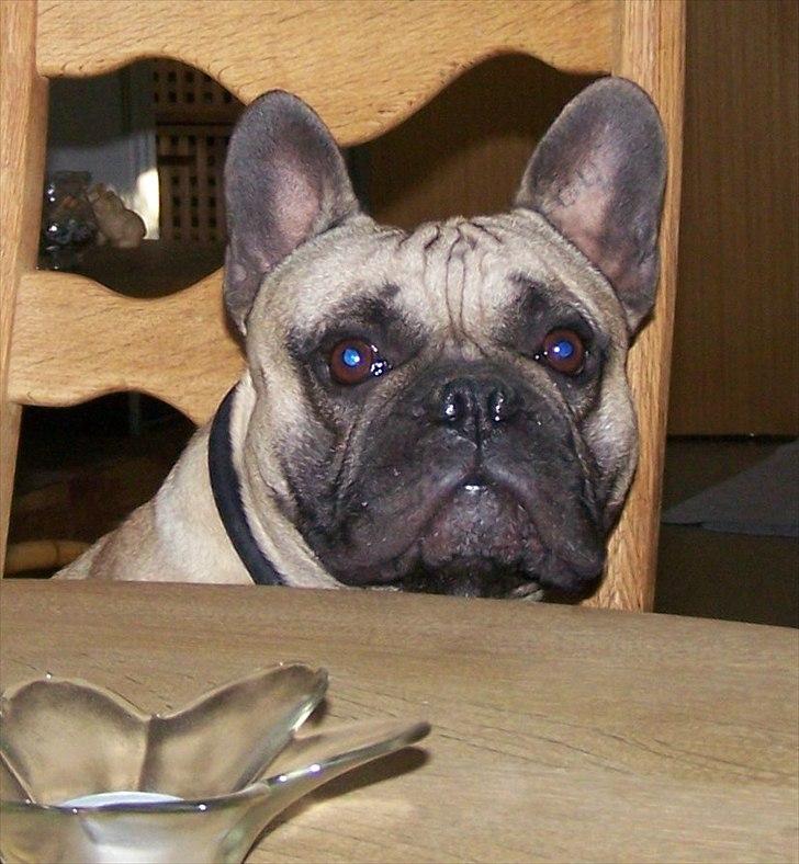 Fransk bulldog Tazz - Kommer der så snart mad på bordet eller hvad? 23-10-11 billede 3