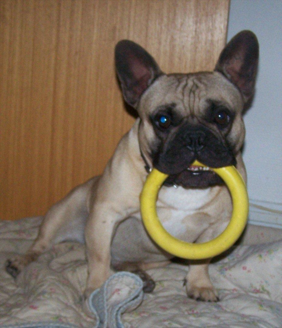 Fransk bulldog Tazz - Den er MIN og kun MIN 23-10-11 billede 5