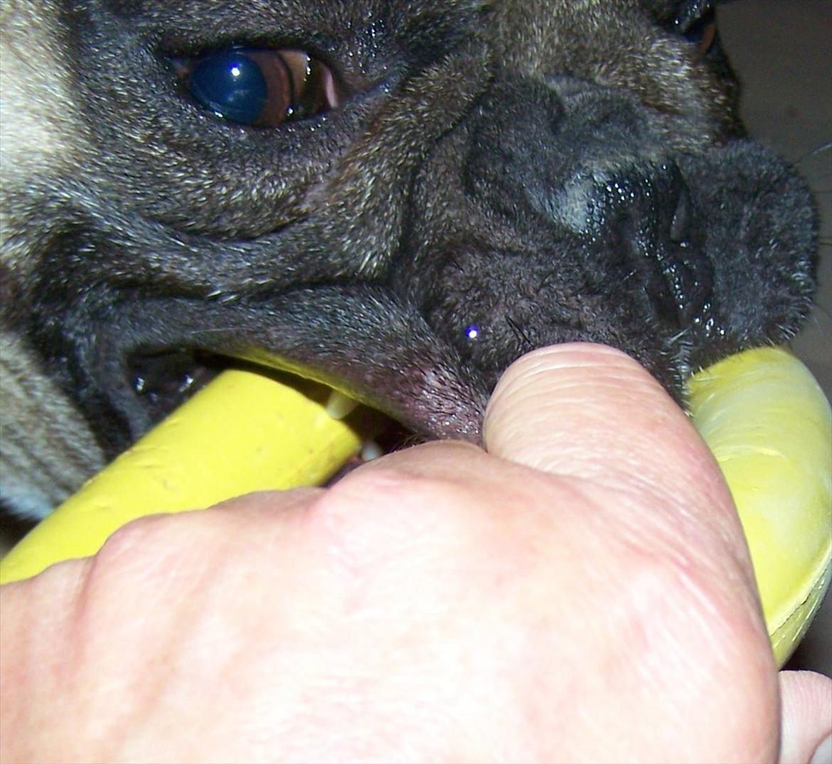 Fransk bulldog Tazz - Elsker leg med bideringen 23-10-11 billede 6