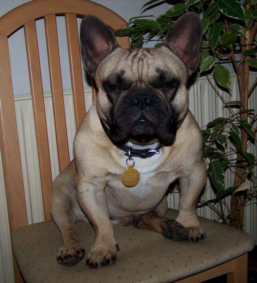 Fransk bulldog Tazz - Tazz på tronestolen ved vinduet ud til gaden. 23-10-11 billede 4