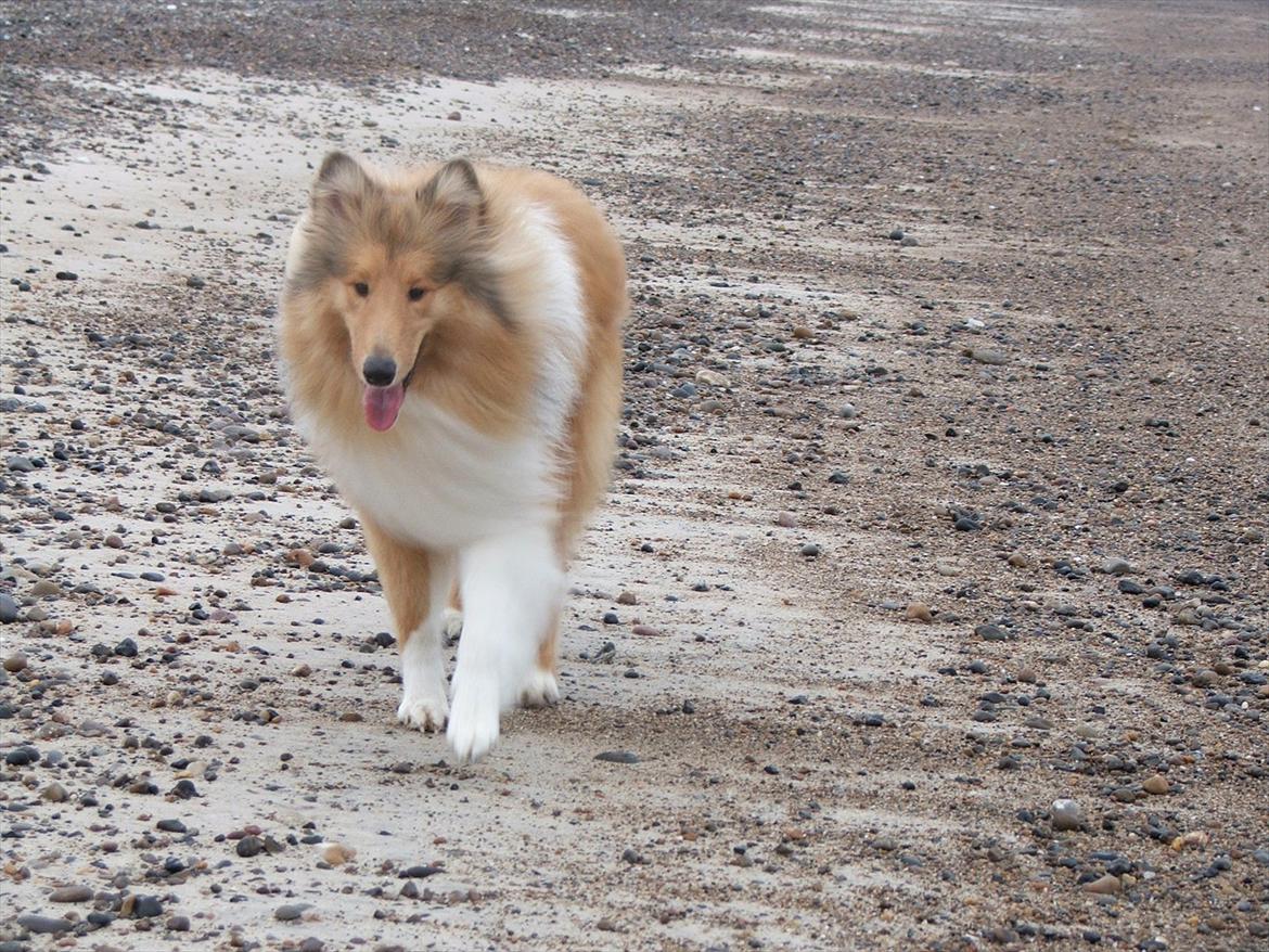 Collie langhåret Tvingsfields Kiss Me Now (Aiko) - Thorup Strand d.25/10 billede 10