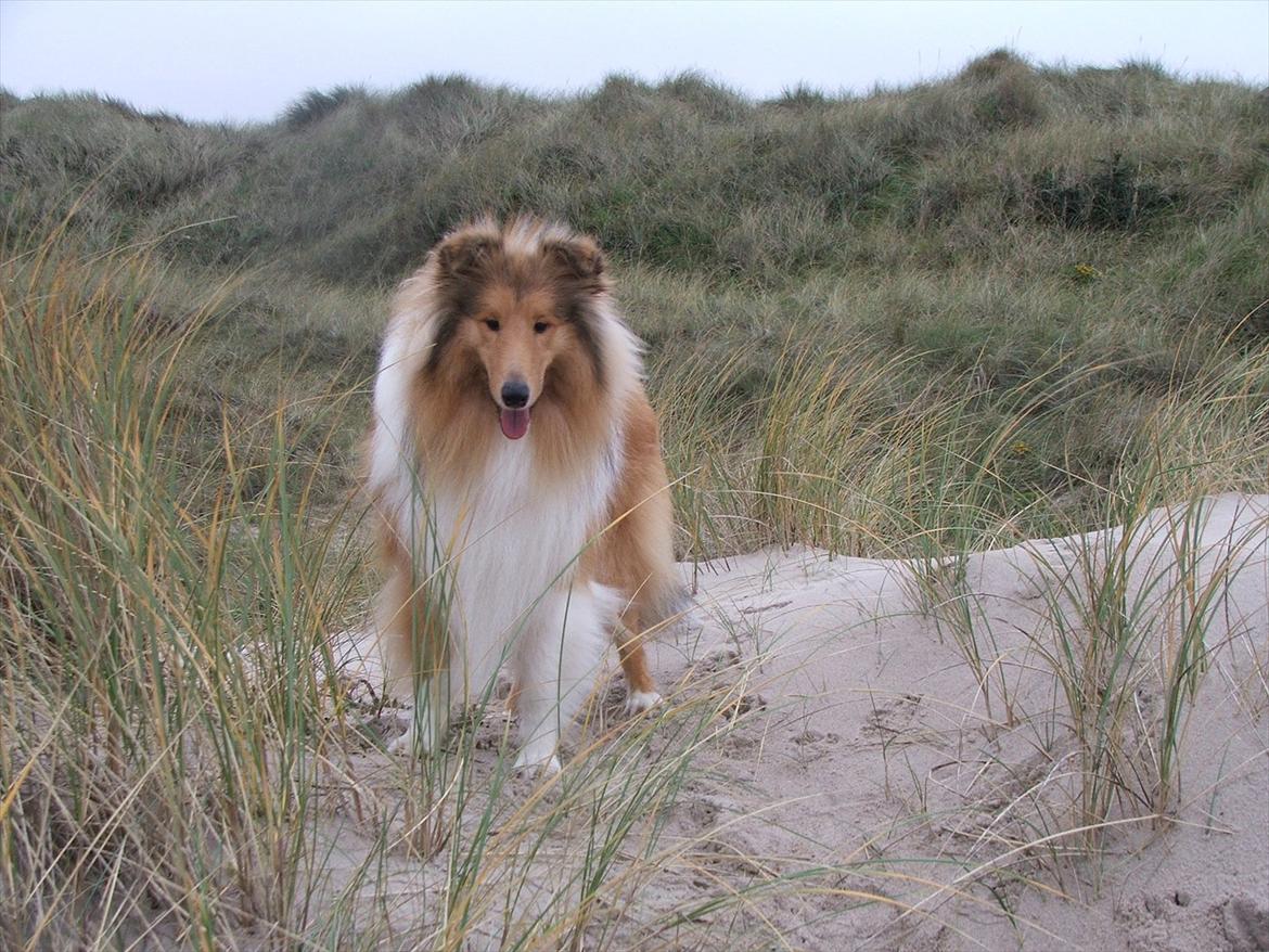 Collie langhåret Tvingsfields Kiss Me Now (Aiko) - Det er bare så dejlig,mor! billede 11