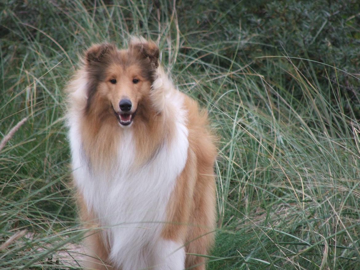 Collie langhåret Tvingsfields Kiss Me Now (Aiko) - Dejlig tur, så skal vi hjem til formiddag kaffe & guffer! hos farmor & farfar. Jubi ! billede 12