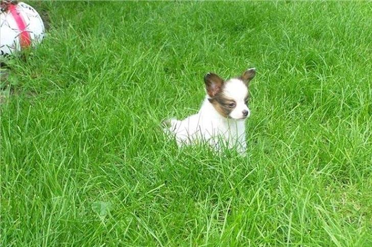 Papillon Fiona billede 3