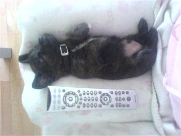 Blanding af racer Toby billede 1