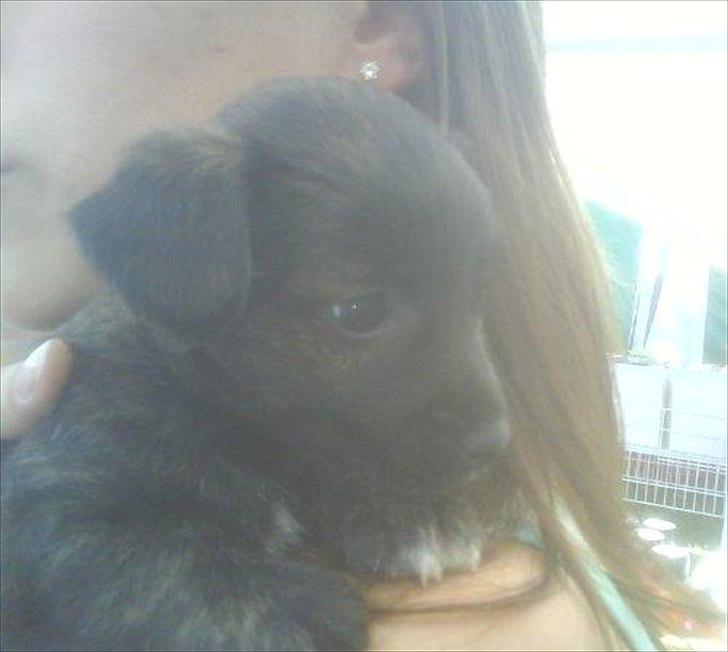 Blanding af racer Toby billede 3