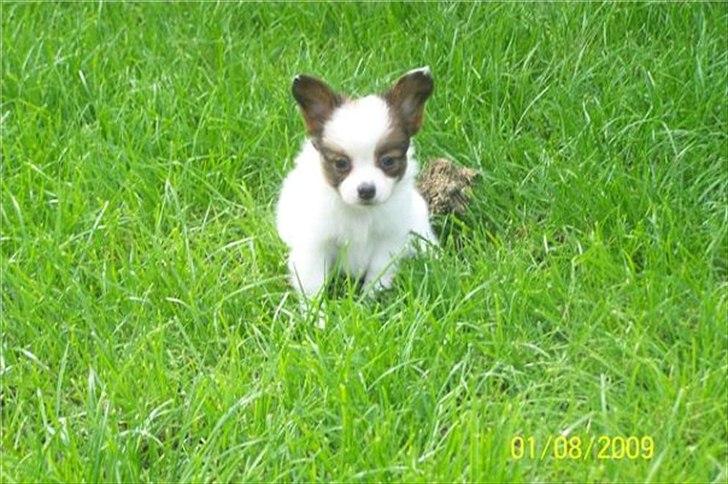 Papillon Fiona billede 4