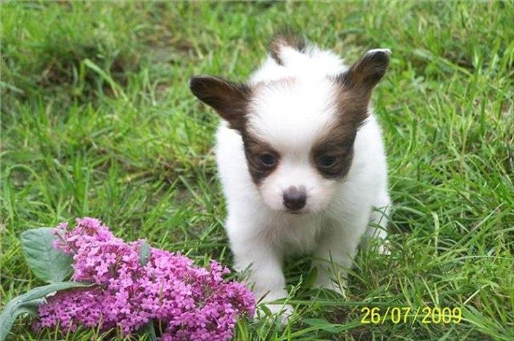 Papillon Fiona billede 2
