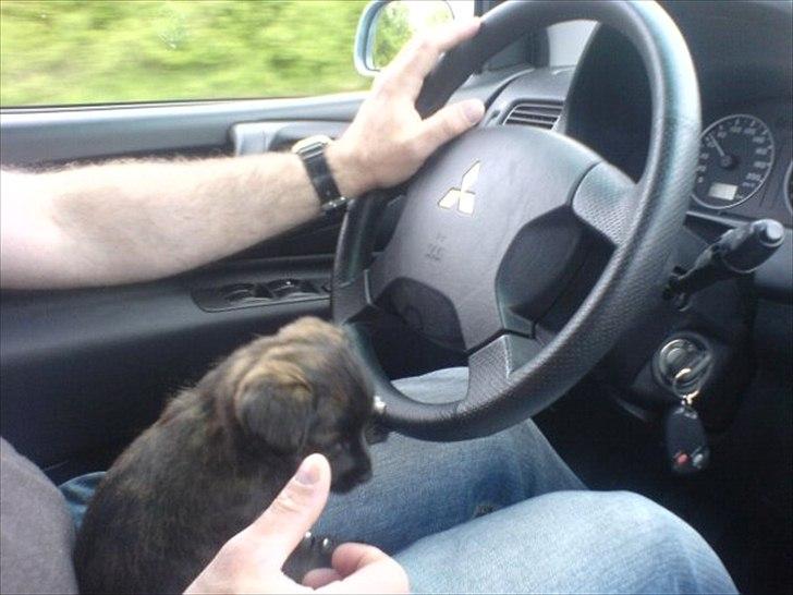 Blanding af racer Toby billede 2